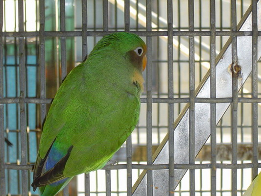 按此在新視窗瀏覽圖片