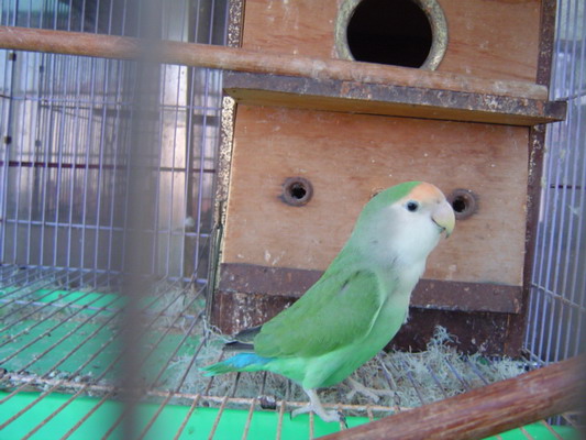 按此在新視窗瀏覽圖片