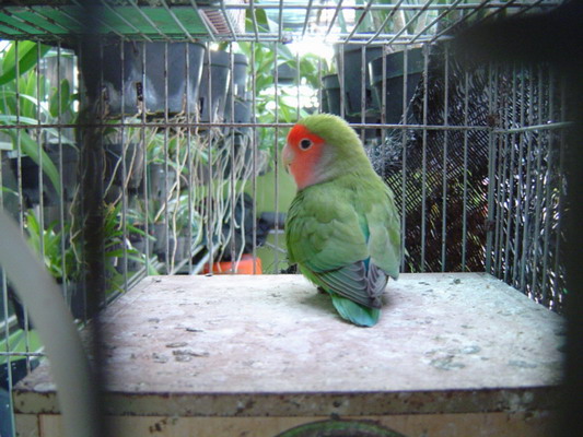 按此在新視窗瀏覽圖片