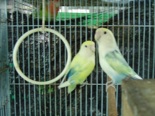 按此在新視窗瀏覽圖片