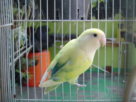 按此在新視窗瀏覽圖片