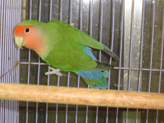 按此在新視窗瀏覽圖片