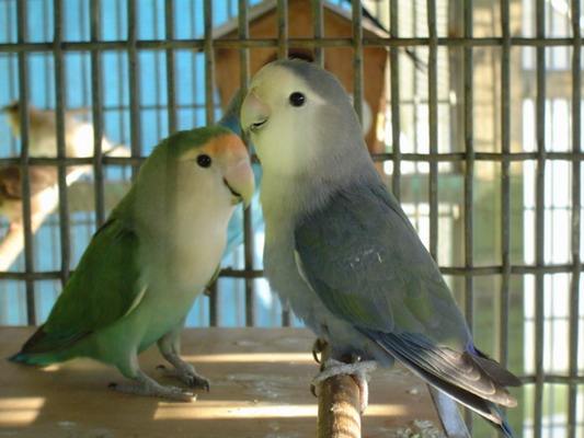 按此在新視窗瀏覽圖片