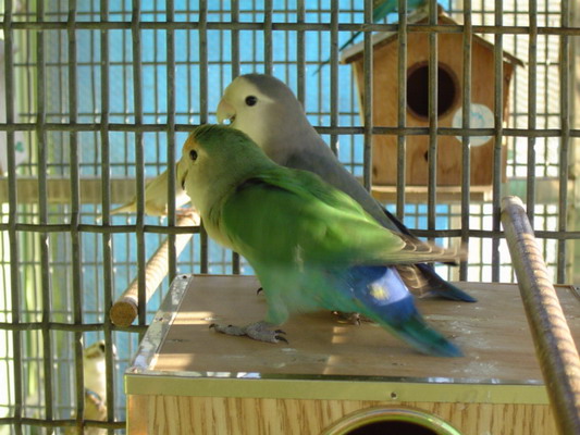 按此在新視窗瀏覽圖片