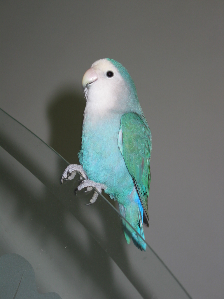 按此在新視窗瀏覽圖片