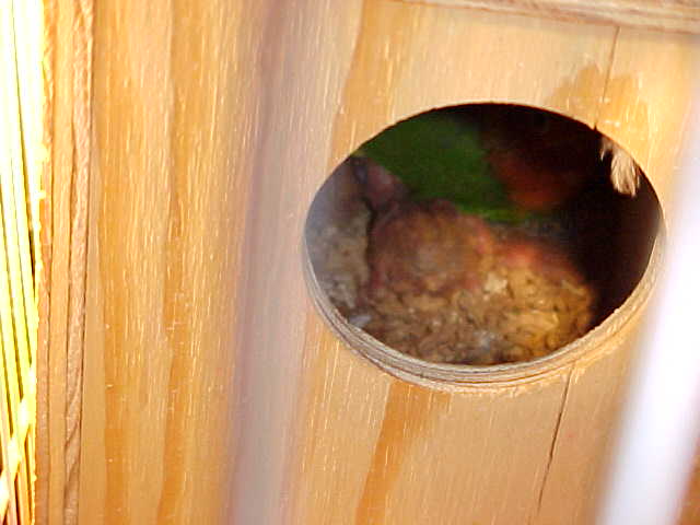 按此在新視窗瀏覽圖片