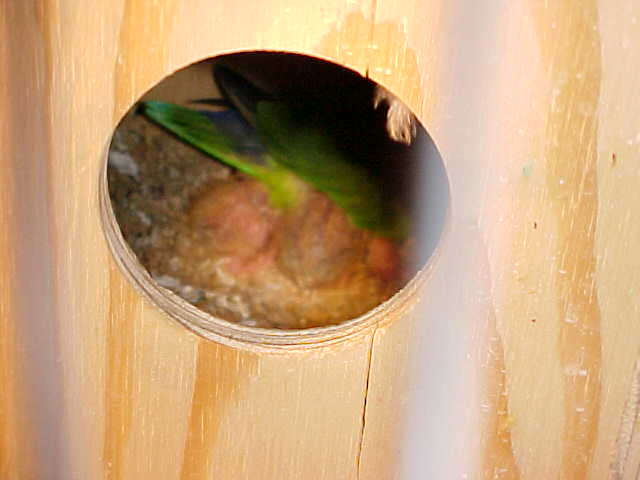 按此在新視窗瀏覽圖片