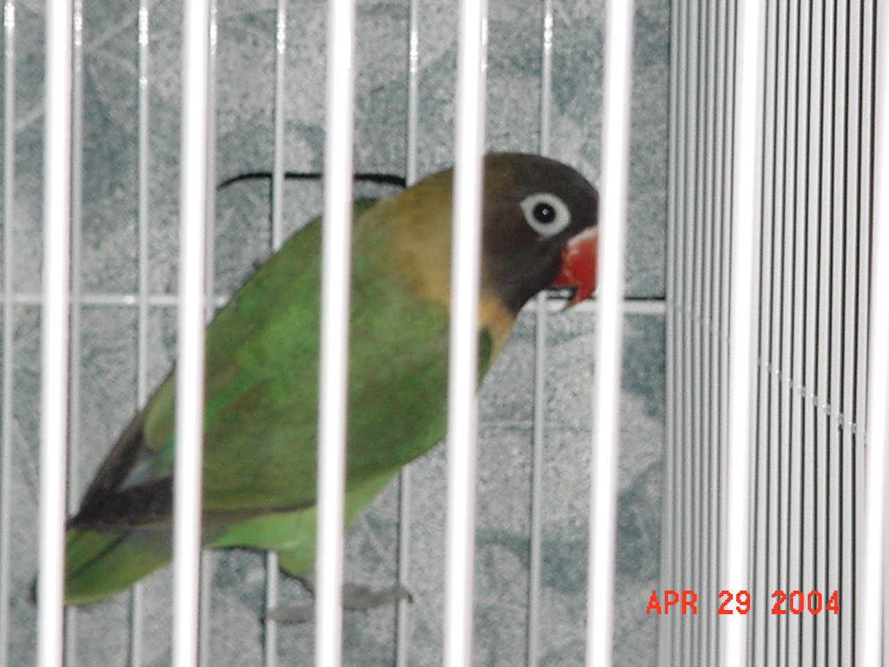 按此在新視窗瀏覽圖片