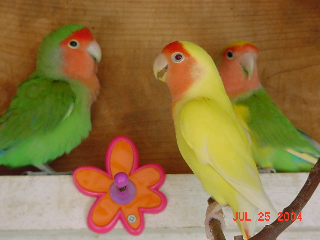 按此在新視窗瀏覽圖片