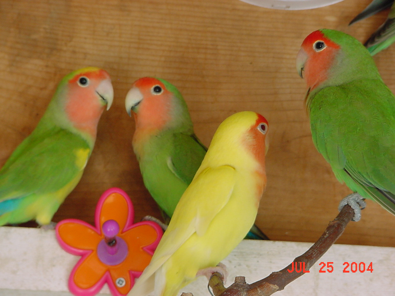 按此在新視窗瀏覽圖片