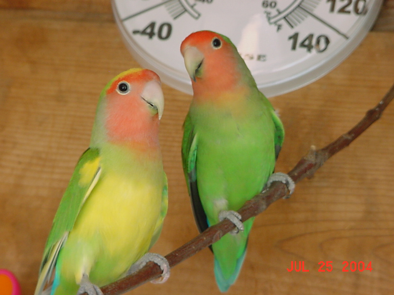 按此在新視窗瀏覽圖片