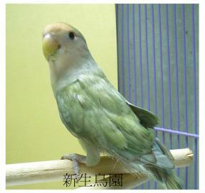 按此在新視窗瀏覽圖片