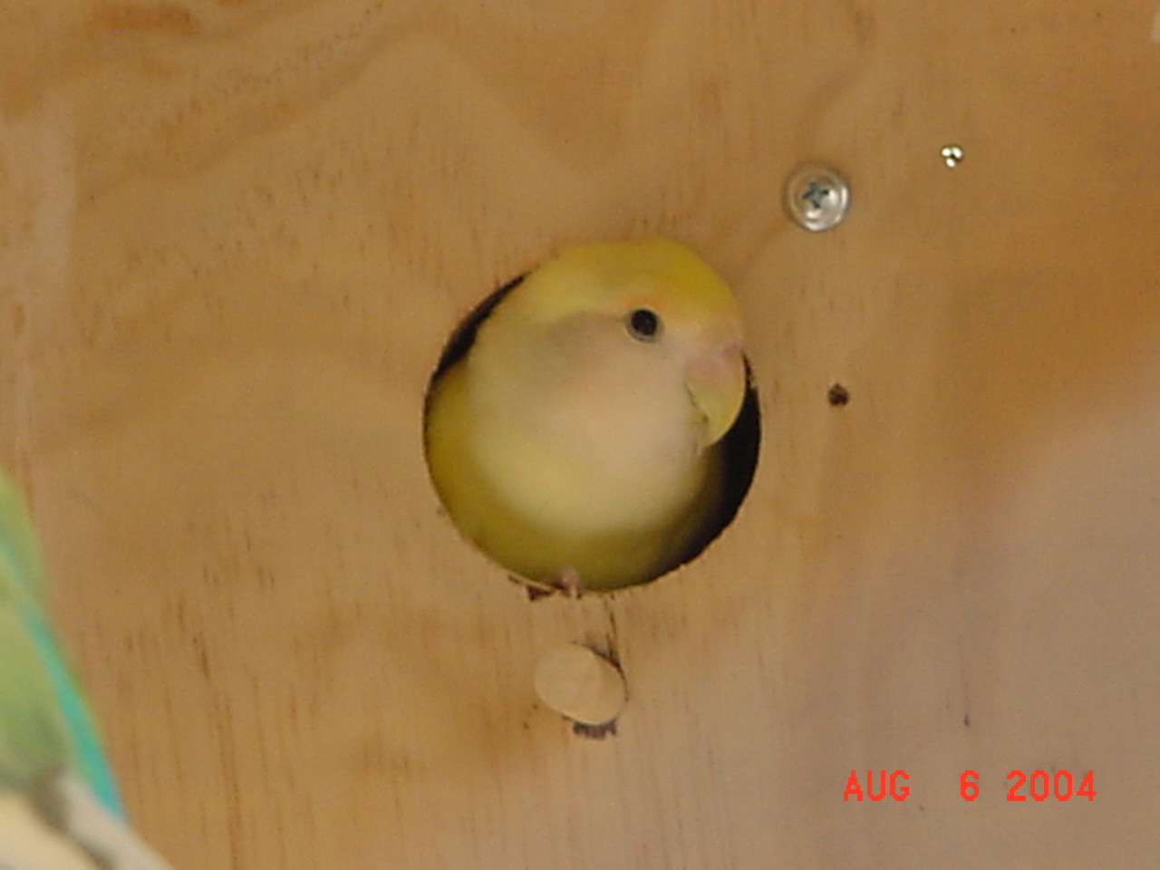 按此在新視窗瀏覽圖片