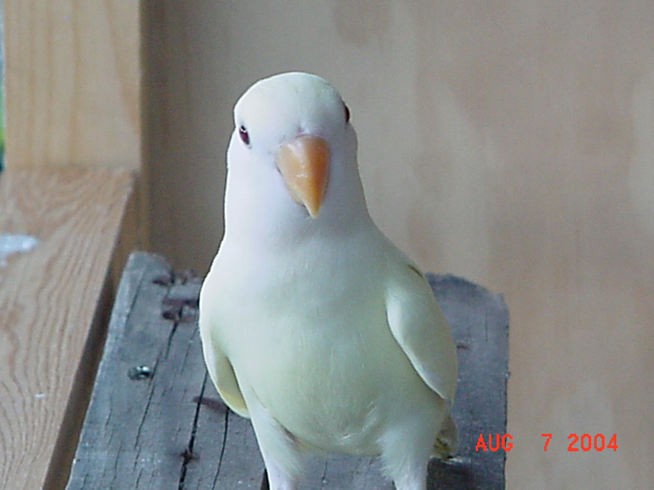 按此在新視窗瀏覽圖片