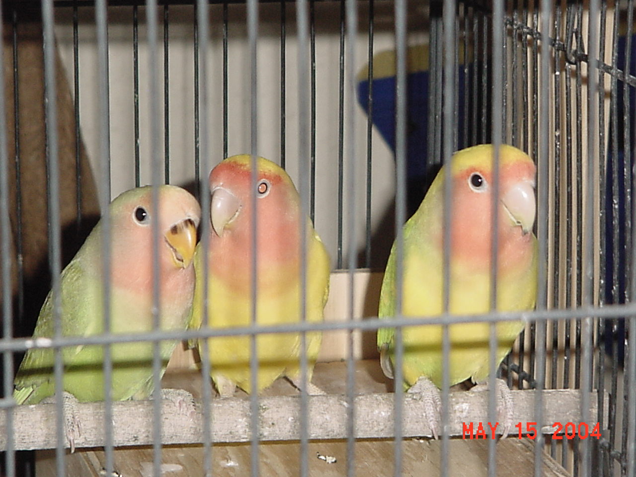 按此在新視窗瀏覽圖片