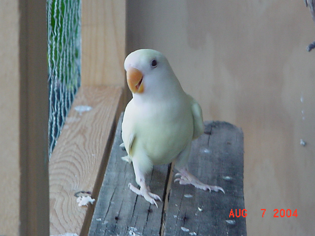 按此在新視窗瀏覽圖片