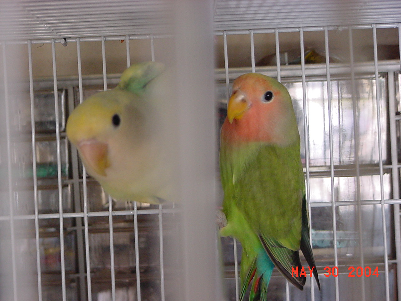 按此在新視窗瀏覽圖片