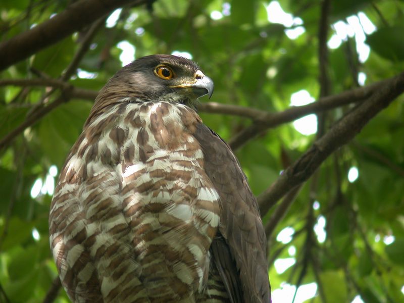 按此在新視窗瀏覽圖片