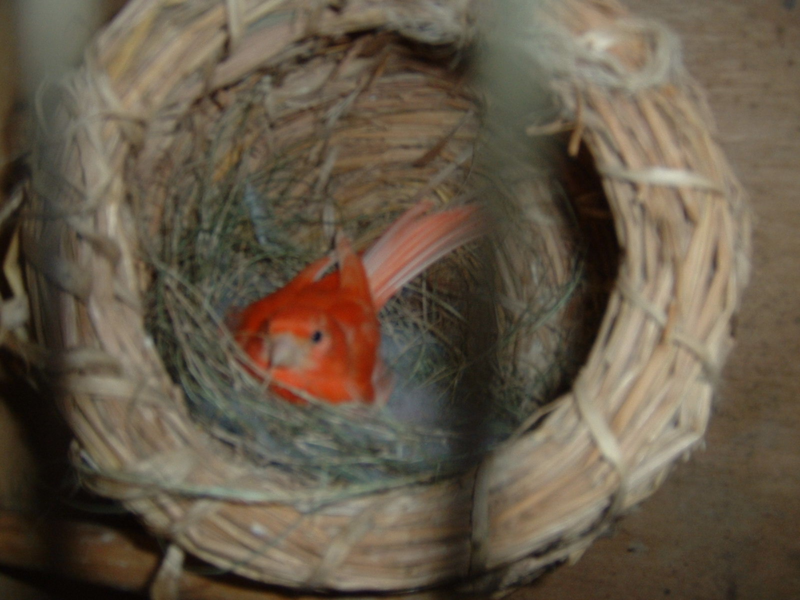 按此在新視窗瀏覽圖片