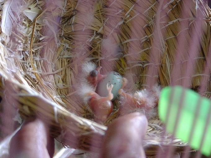 按此在新視窗瀏覽圖片