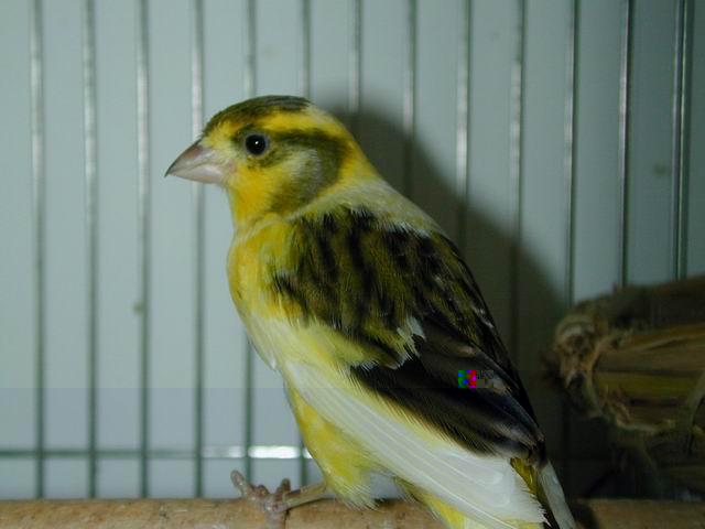 按此在新視窗瀏覽圖片