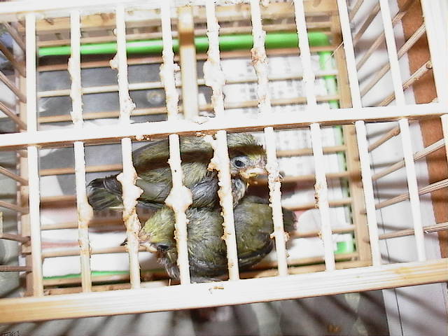 按此在新視窗瀏覽圖片