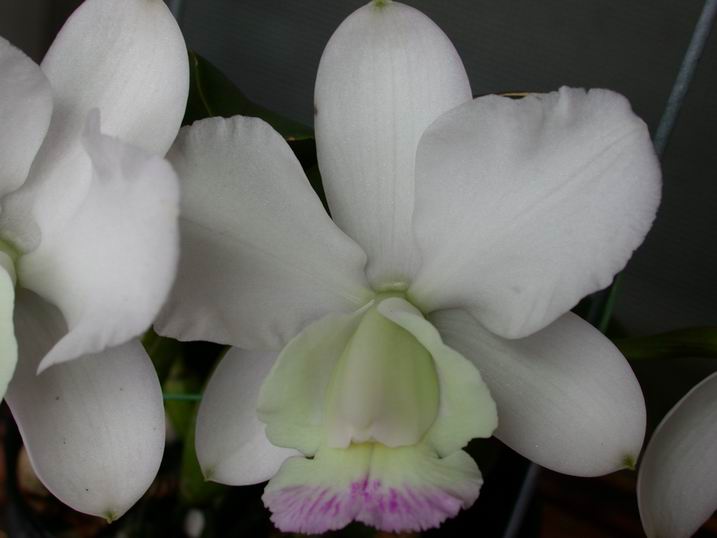 按此在新視窗瀏覽圖片