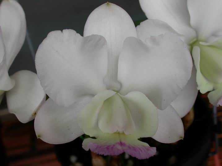 按此在新視窗瀏覽圖片