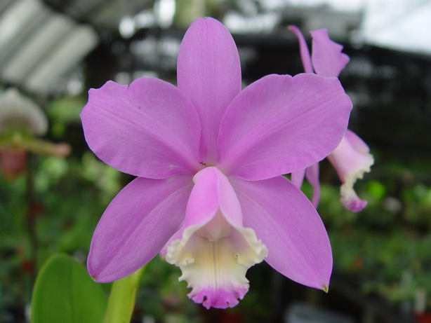 按此在新視窗瀏覽圖片