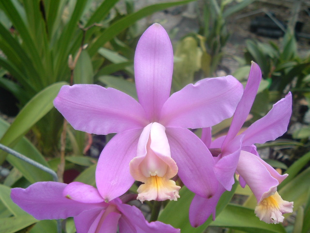 按此在新視窗瀏覽圖片