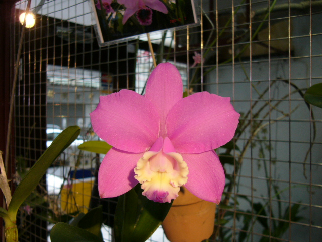 按此在新視窗瀏覽圖片