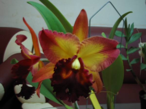 按此在新視窗瀏覽圖片