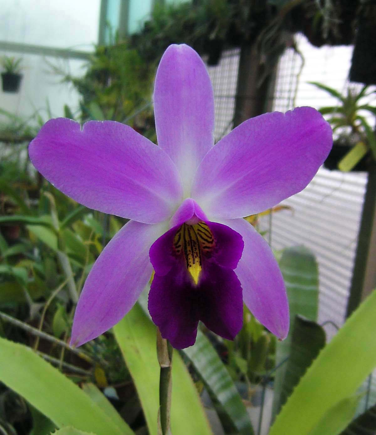 按此在新視窗瀏覽圖片