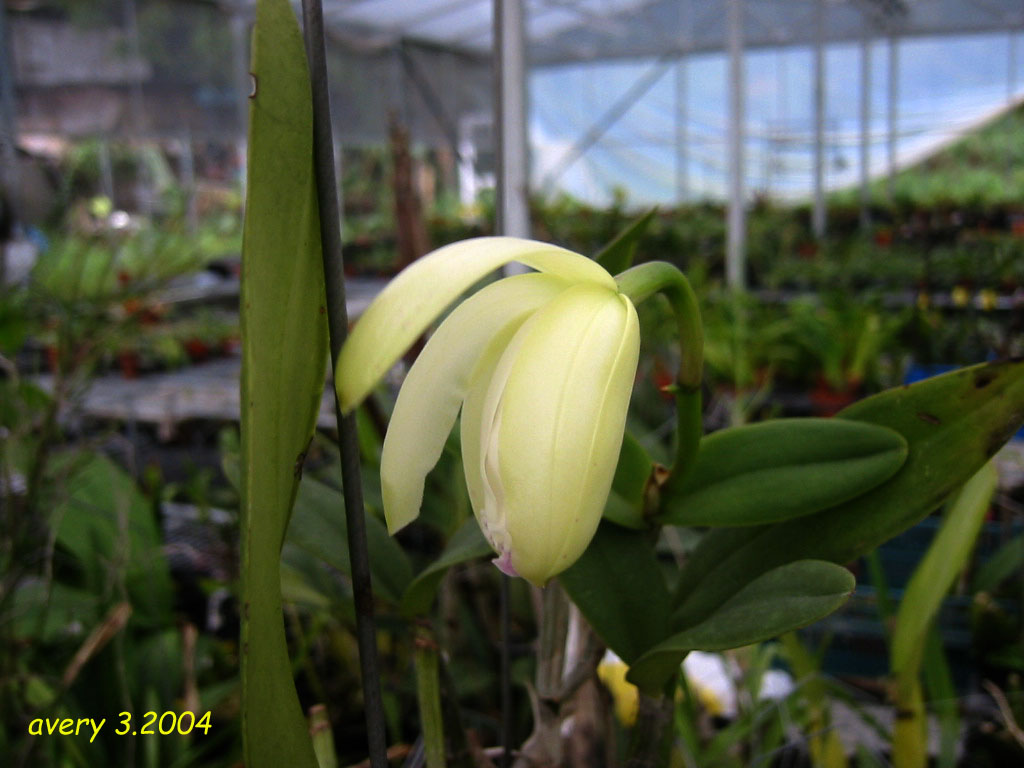 «ö¦¹¦b·sµøµ¡ÂsÄý¹Ï¤ù