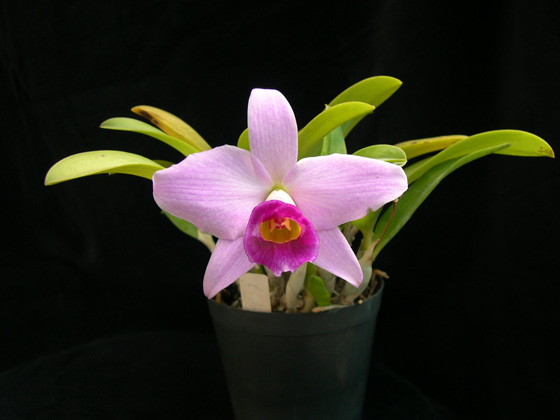 «ö¦¹¦b·sµøµ¡ÂsÄý¹Ï¤ù