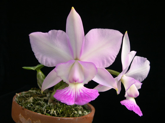 «ö¦¹¦b·sµøµ¡ÂsÄý¹Ï¤ù