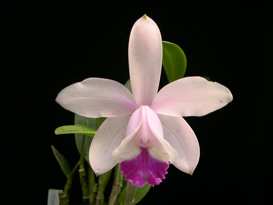 «ö¦¹¦b·sµøµ¡ÂsÄý¹Ï¤ù