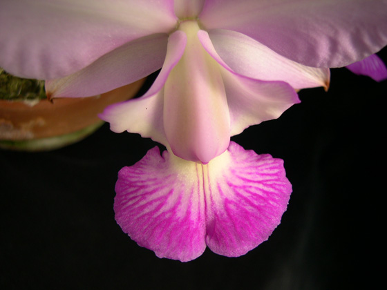 «ö¦¹¦b·sµøµ¡ÂsÄý¹Ï¤ù