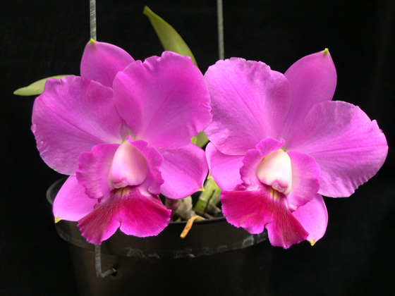 «ö¦¹¦b·sµøµ¡ÂsÄý¹Ï¤ù