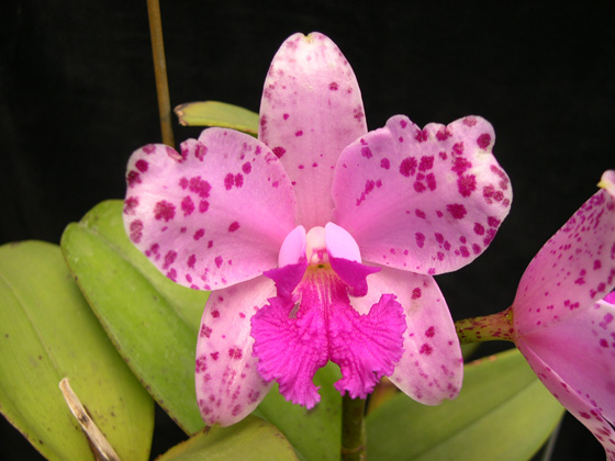 «ö¦¹¦b·sµøµ¡ÂsÄý¹Ï¤ù