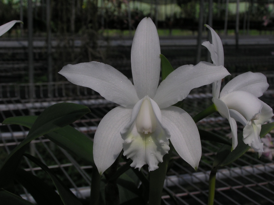 按此在新視窗瀏覽圖片