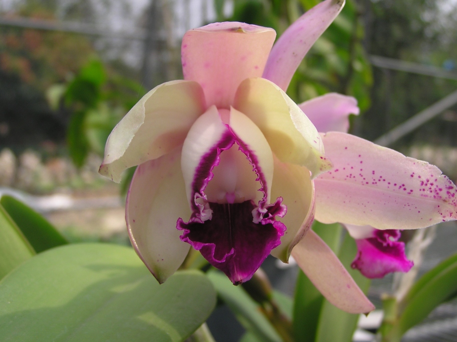 按此在新視窗瀏覽圖片