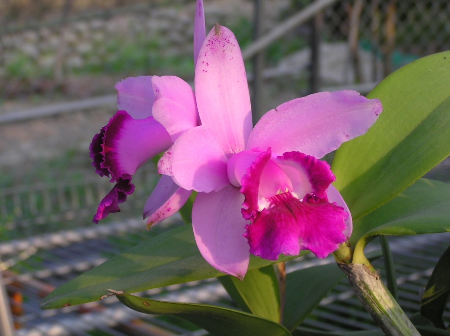 按此在新視窗瀏覽圖片