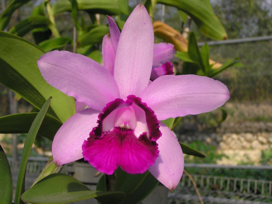 按此在新視窗瀏覽圖片