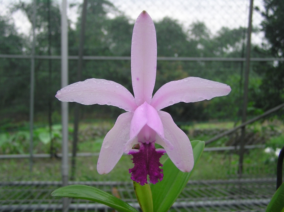 按此在新視窗瀏覽圖片