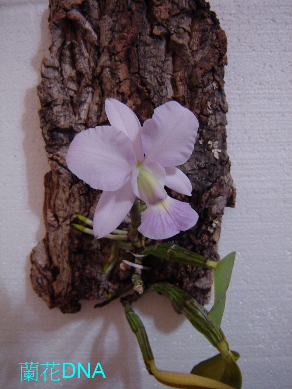 «ö¦¹¦b·sµøµ¡ÂsÄý¹Ï¤ù