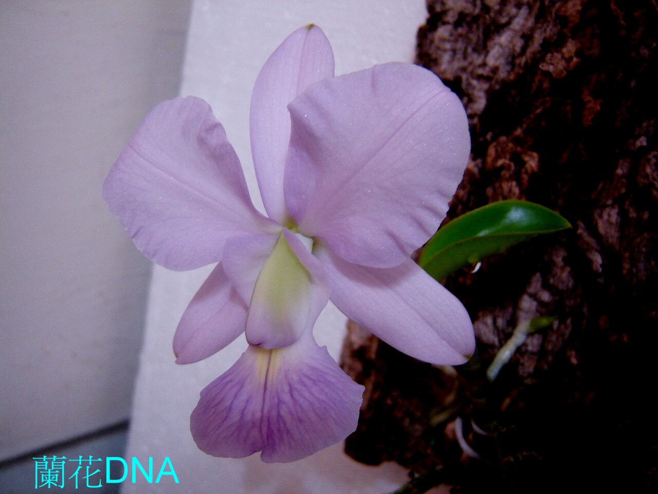 «ö¦¹¦b·sµøµ¡ÂsÄý¹Ï¤ù