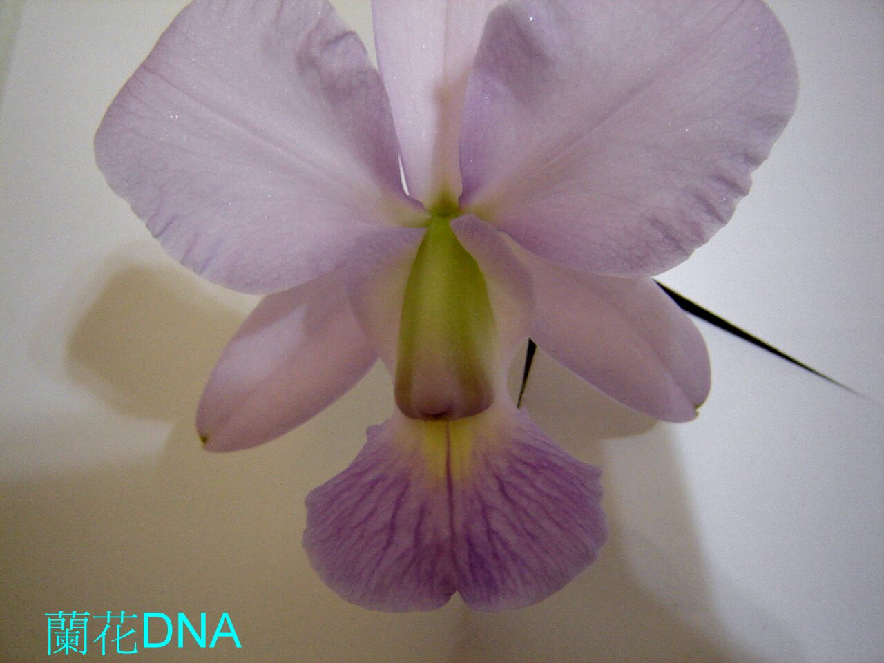 «ö¦¹¦b·sµøµ¡ÂsÄý¹Ï¤ù