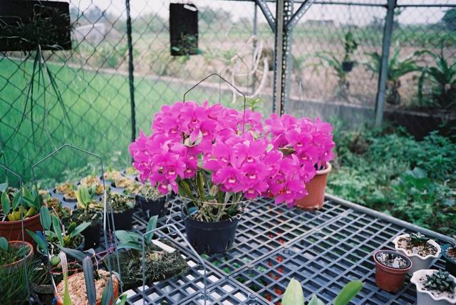 按此在新視窗瀏覽圖片