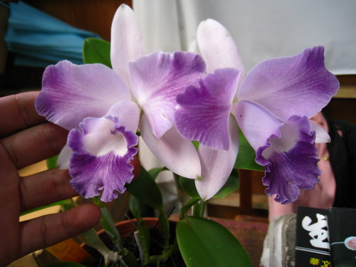 按此在新視窗瀏覽圖片